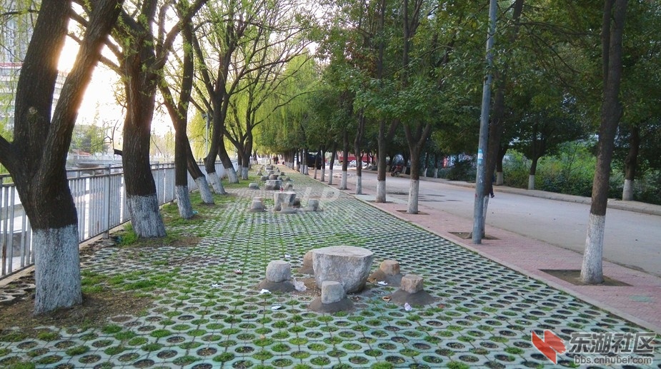 树荫.JPG
