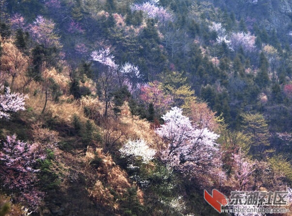 大幕山樱花1.jpg