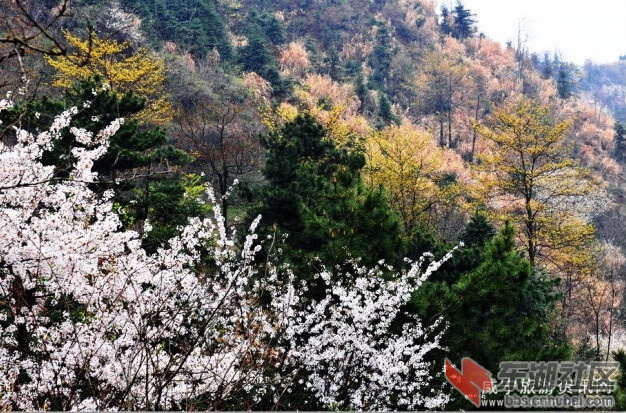 大幕山樱花2.jpg