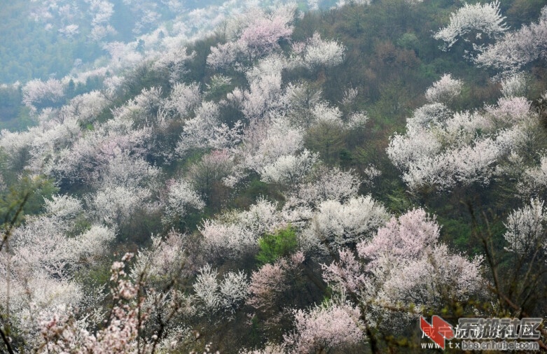 葛仙山樱花2.jpg