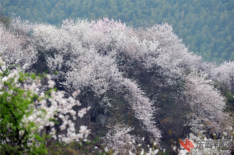 葛仙山樱花1.jpg