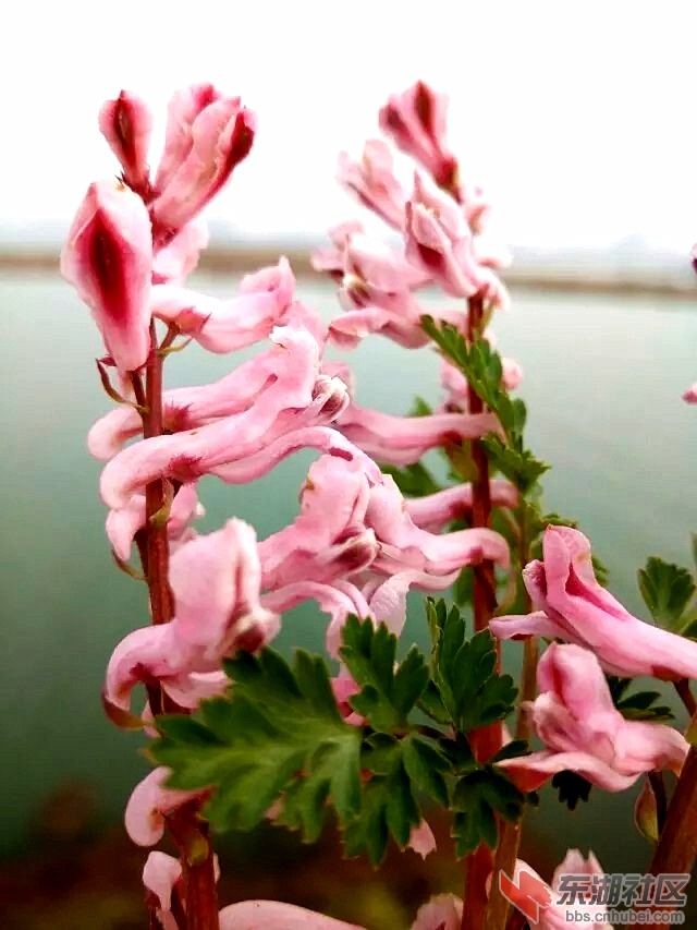 小花_.jpg