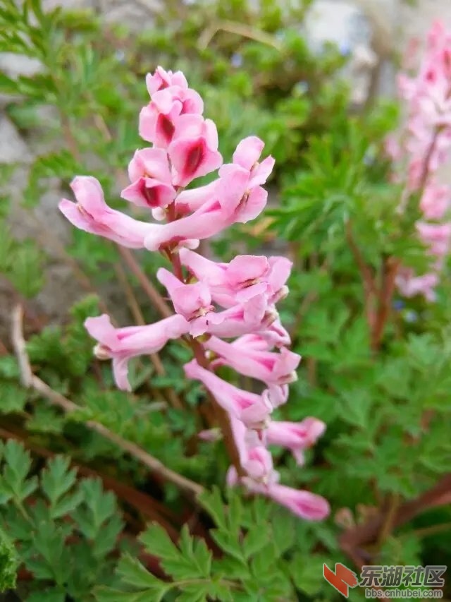小花2.jpg