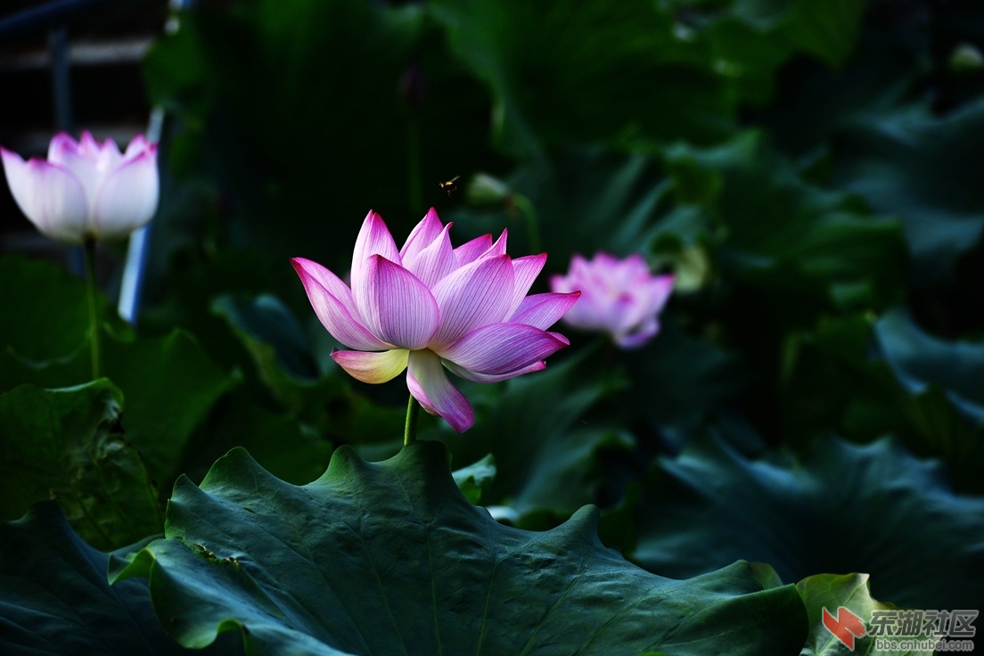 _DSC2892_副本.jpg