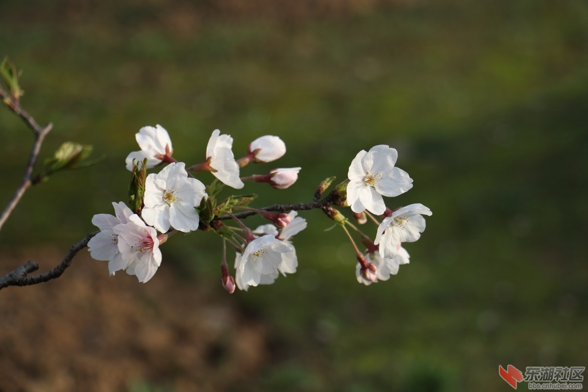DPP_0027.JPG