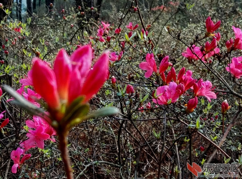 IMG_20150322_093019_HDR_副本.jpg
