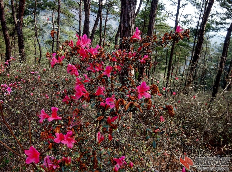 IMG_20150322_093118_HDR_副本.jpg