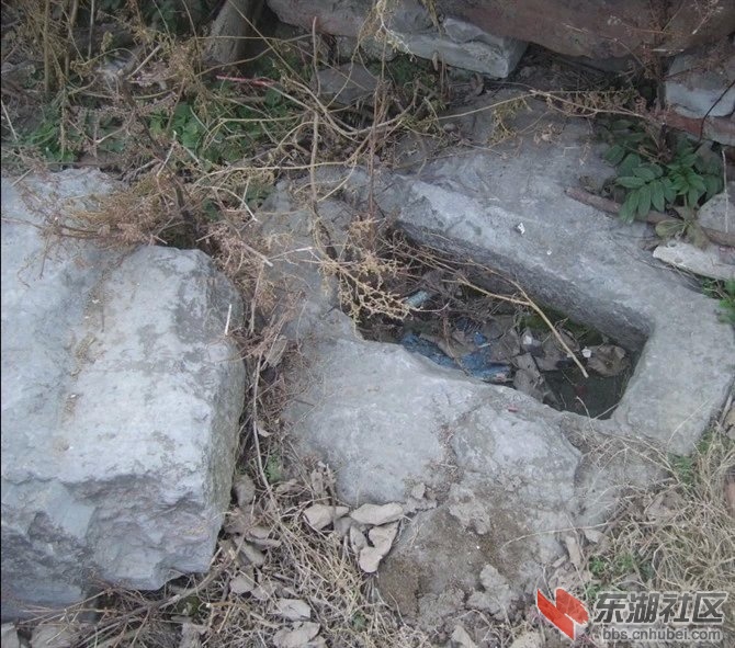 Q伍彩霞2484110184.jpg