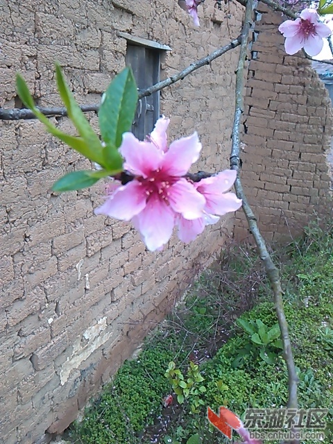 IMG_20150329_123159.jpg
