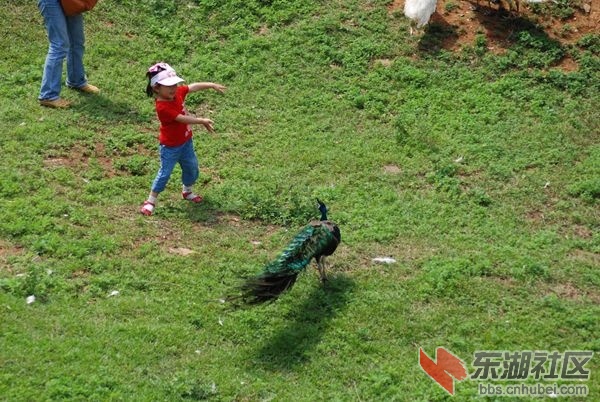 与孔雀起舞.jpg
