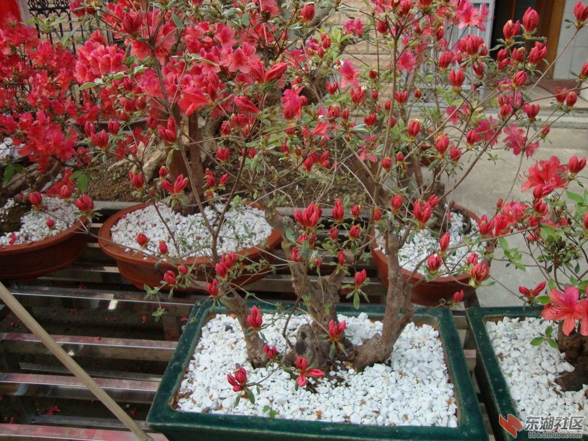 DSC00917_副本2.jpg