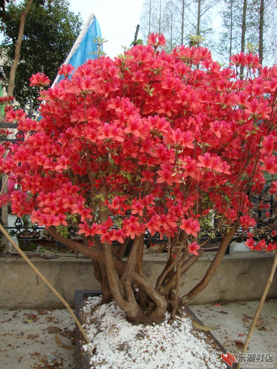 DSC00918_副本2.jpg