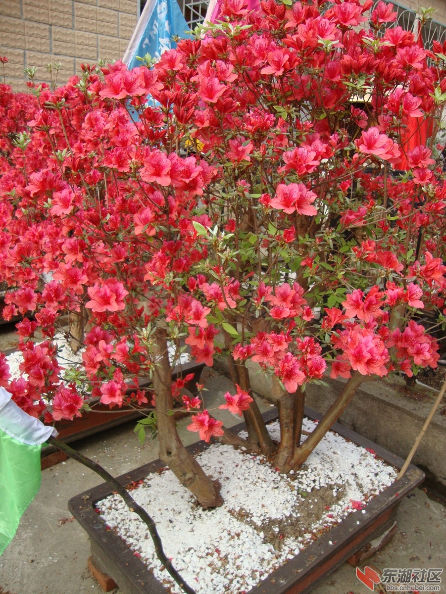 DSC00921_副本2.jpg