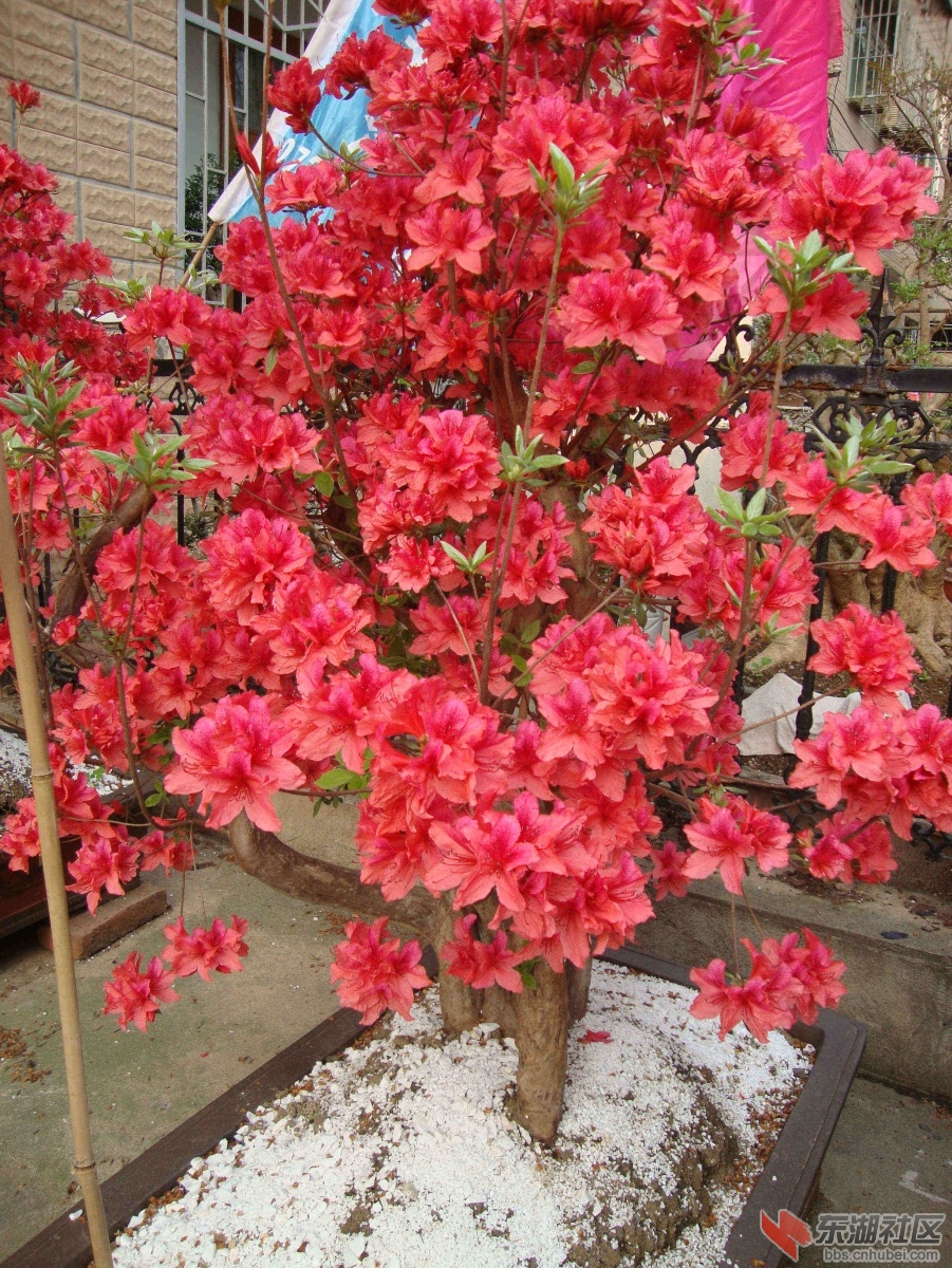 DSC00922_副本2.jpg