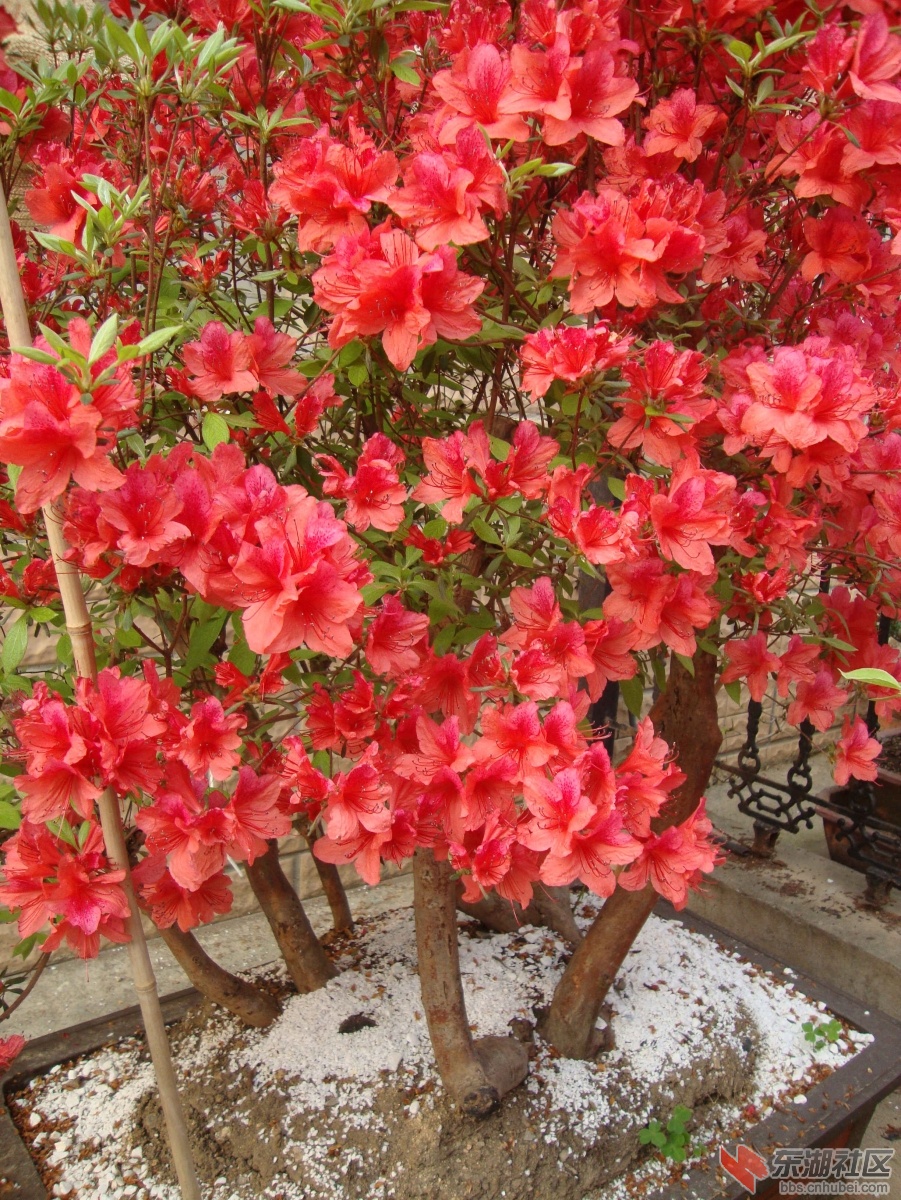 DSC00923_副本2.jpg