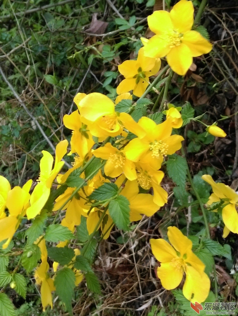 花黄.jpg