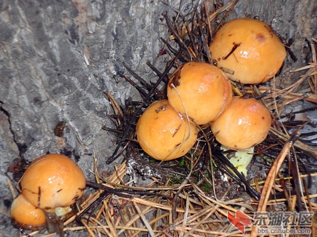 松树菌1.jpg