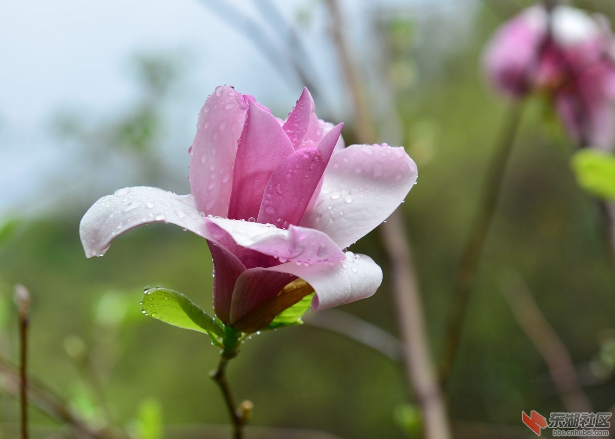 DSC_1652_副本.jpg