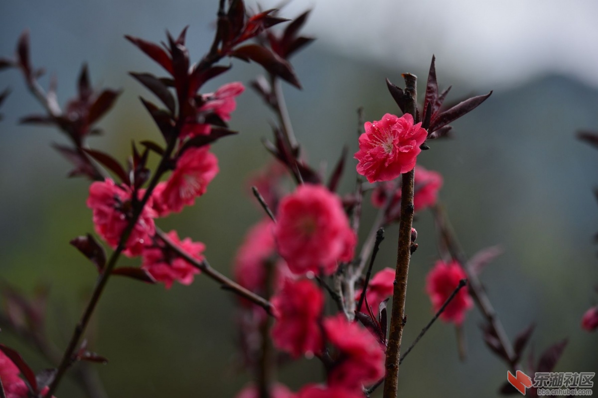 DSC_1670_副本_副本.jpg