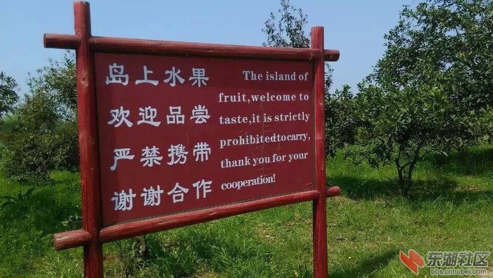 橘子洲岛