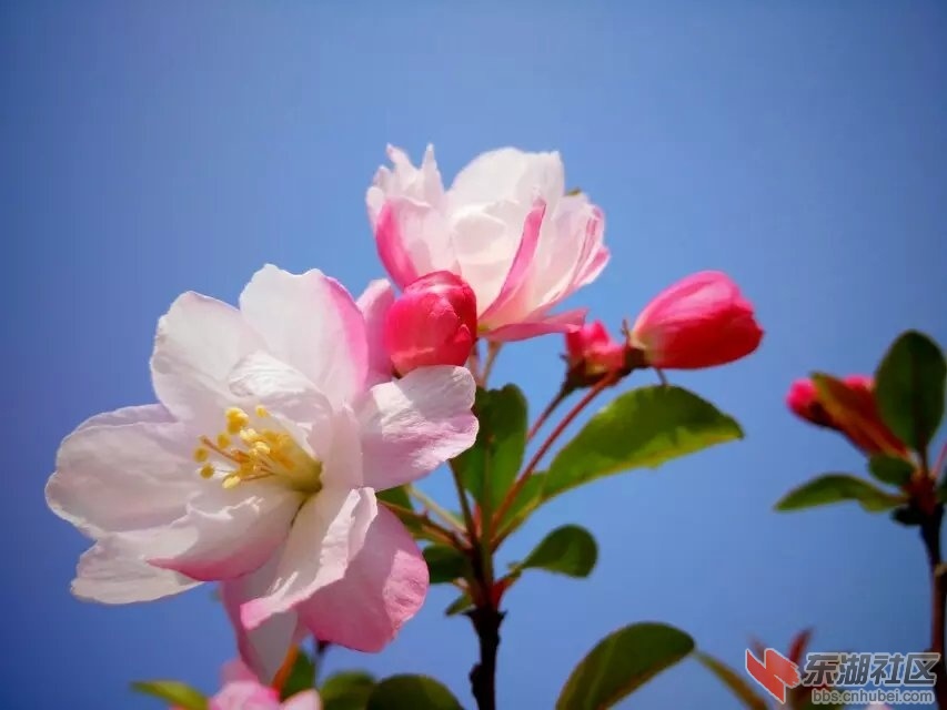 樱花2.jpg