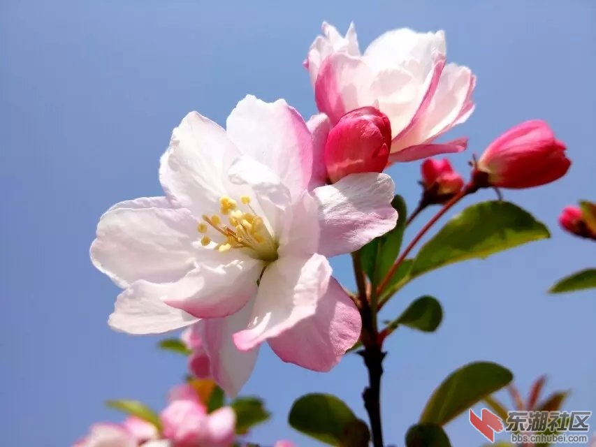 樱花5.jpg