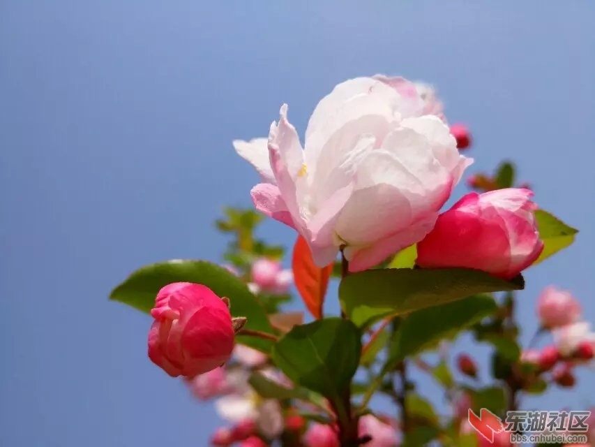 樱花6.jpg