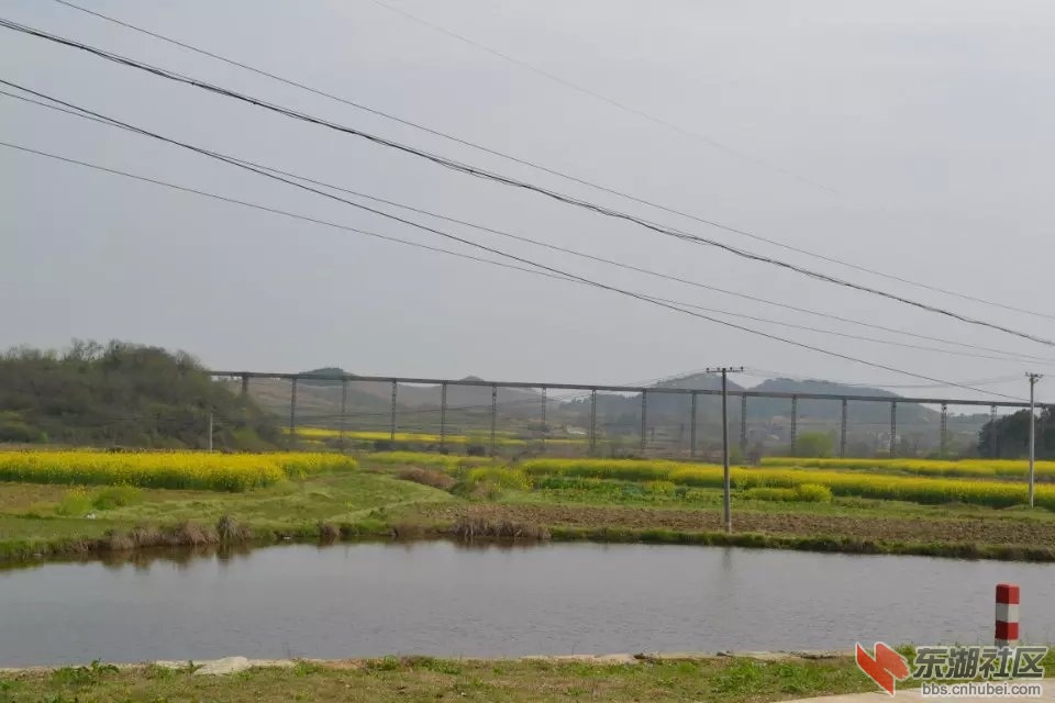 油菜花1.jpg