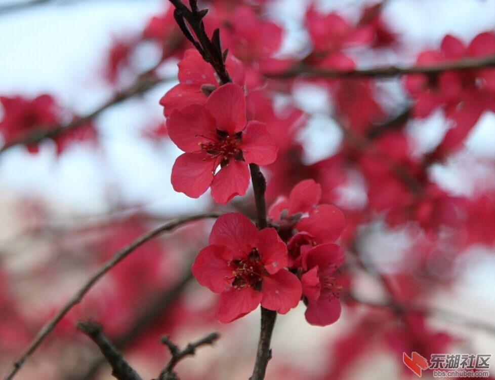 春天--花儿2.jpg