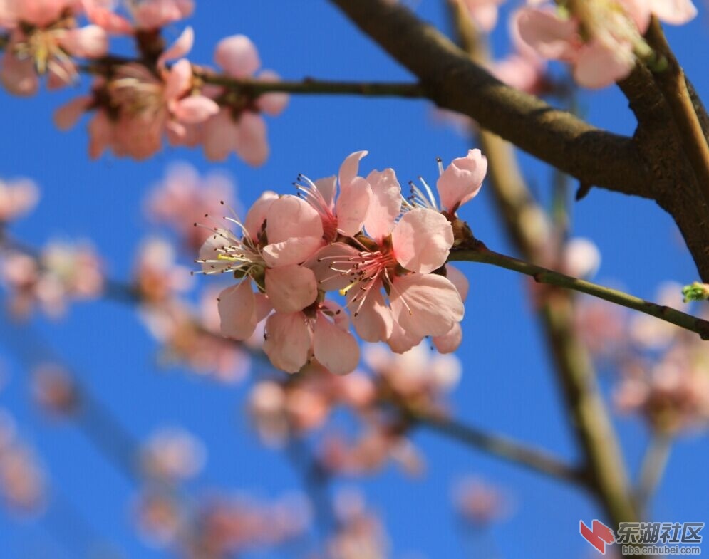春天--花儿6.jpg