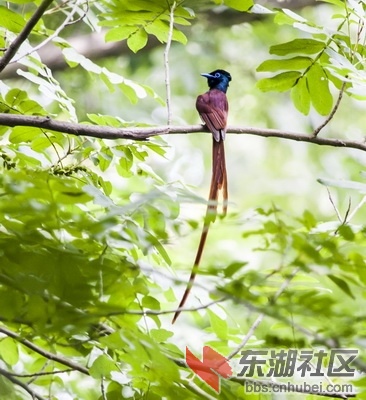 栗红雄性寿带·郑文凯摄于京山县三阳镇_调整大小.jpg