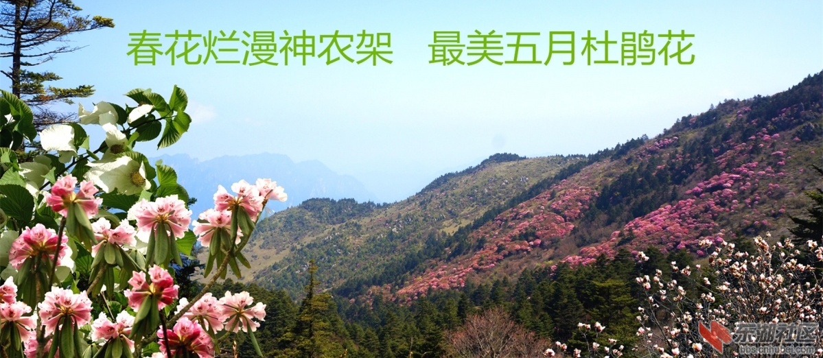 春花浪漫神农架_副本1.jpg