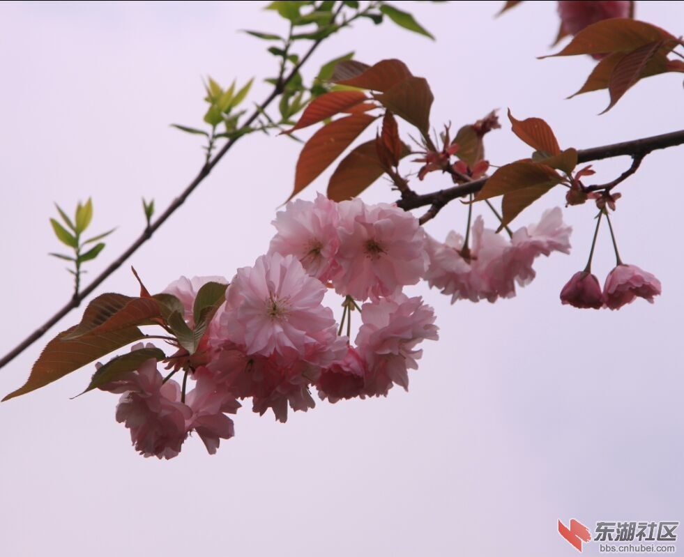 QQ图片20150412005653.jpg