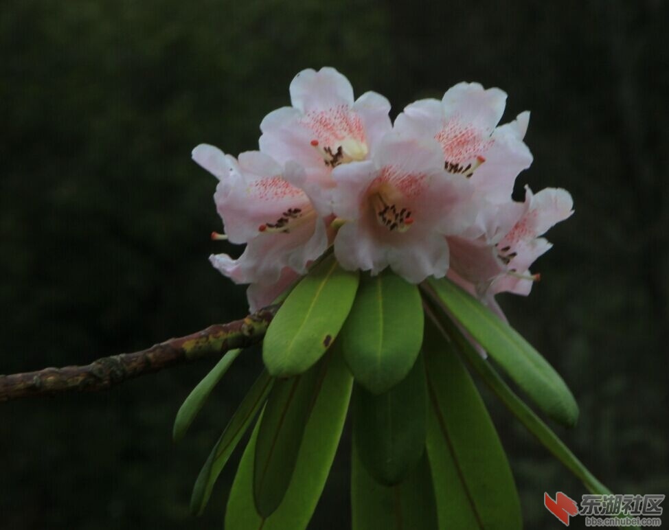 杜鹃花.jpg