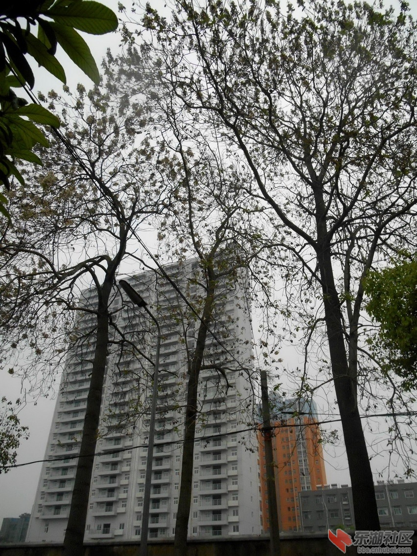 复件 云梦  泡桐花开.jpg