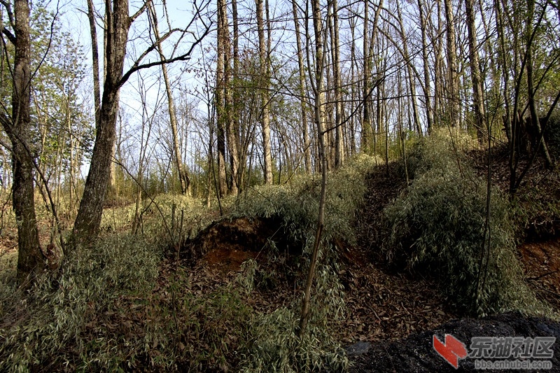 _MG_9618.JPG