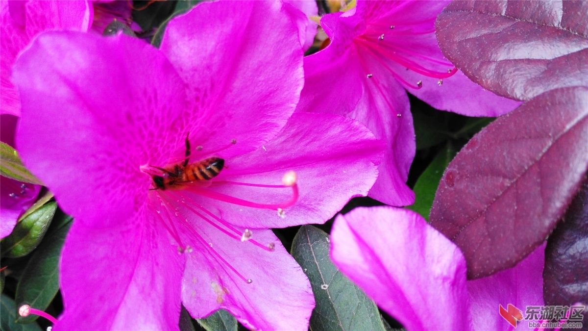 IMG_20150425_103209_BURST003_副本.jpg