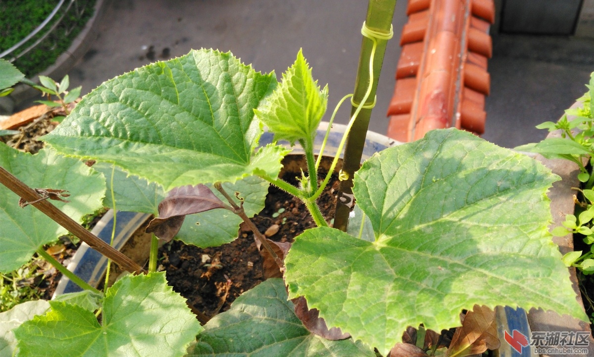 IMG_20150427_081507_副本.jpg