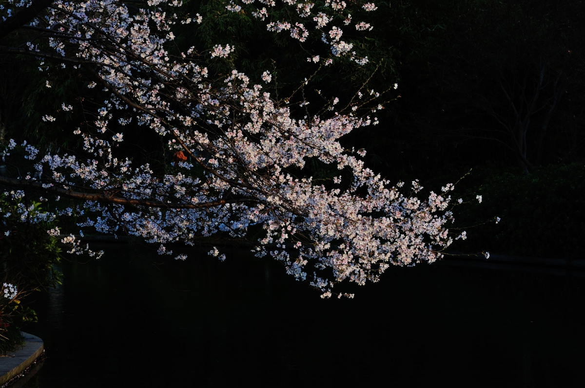 DSC_2687.jpg