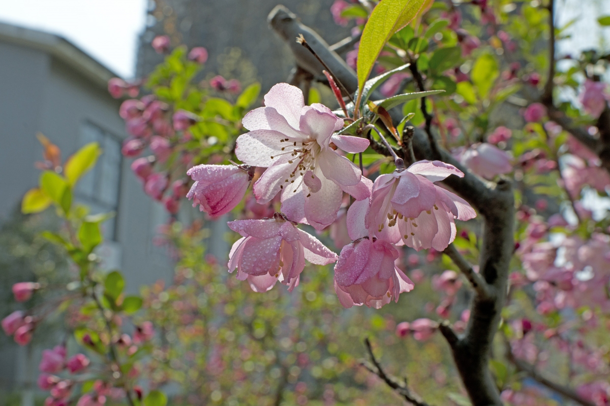 DSC_3797-1.jpg