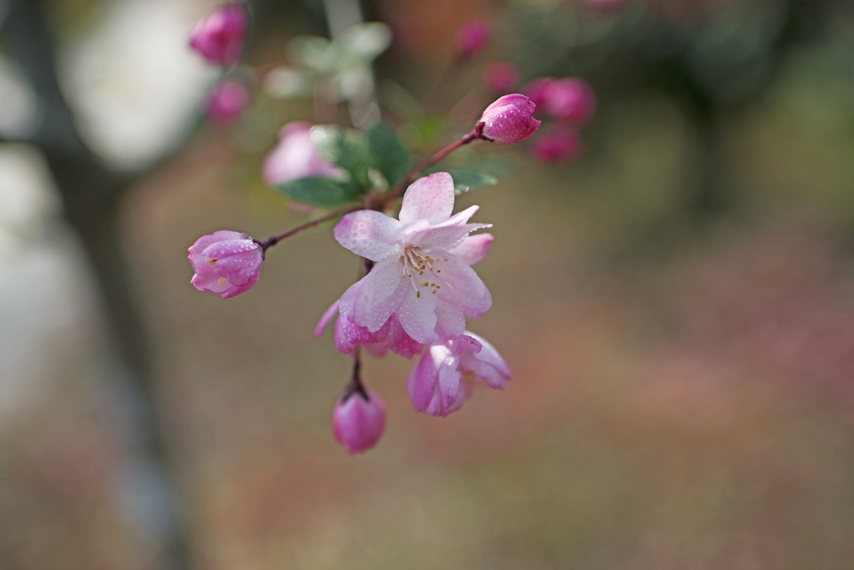 DSC_3811.jpg