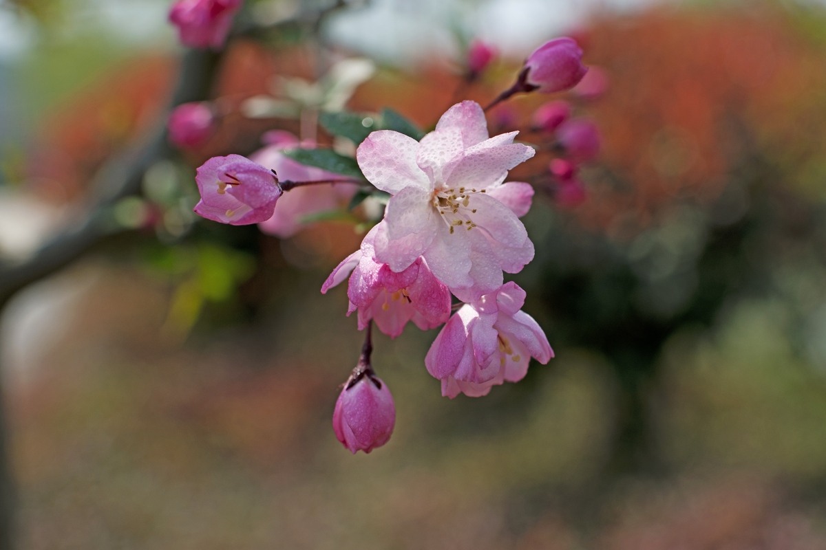 DSC_3821.jpg