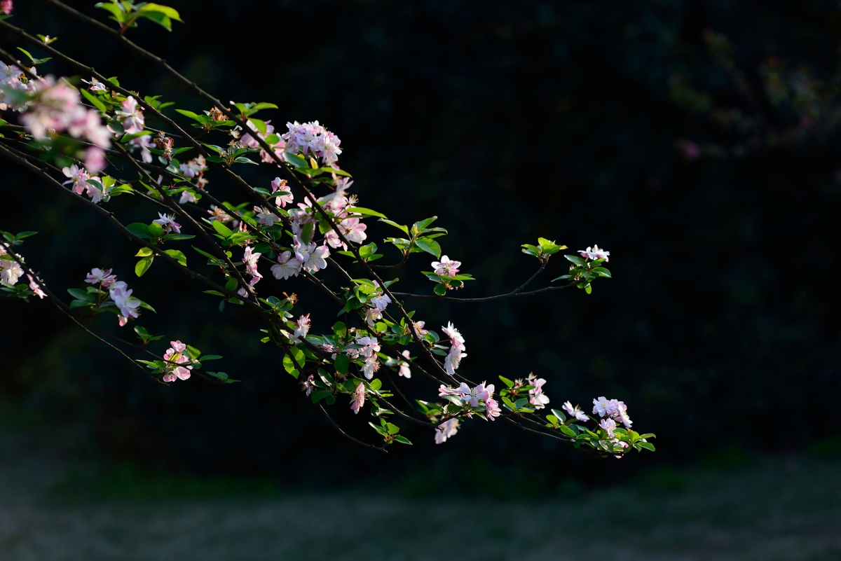 DSC_4334.jpg