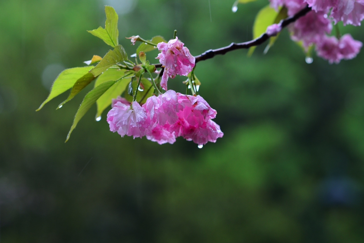 DSC_4408.jpg