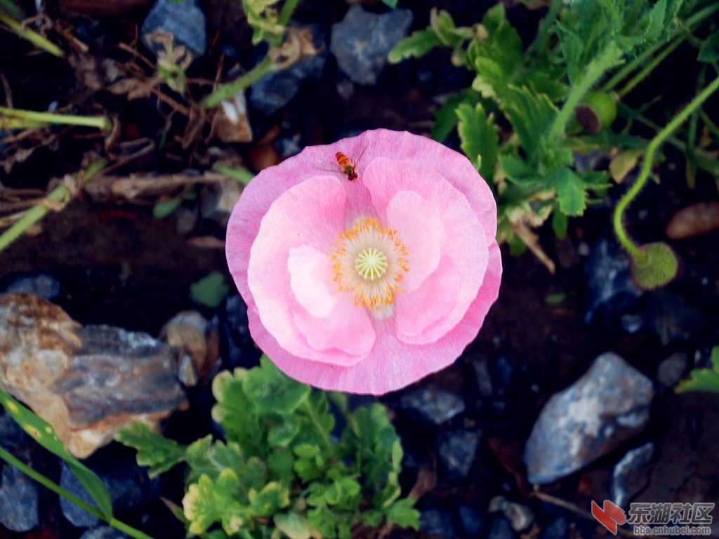 百花争艳2.jpg