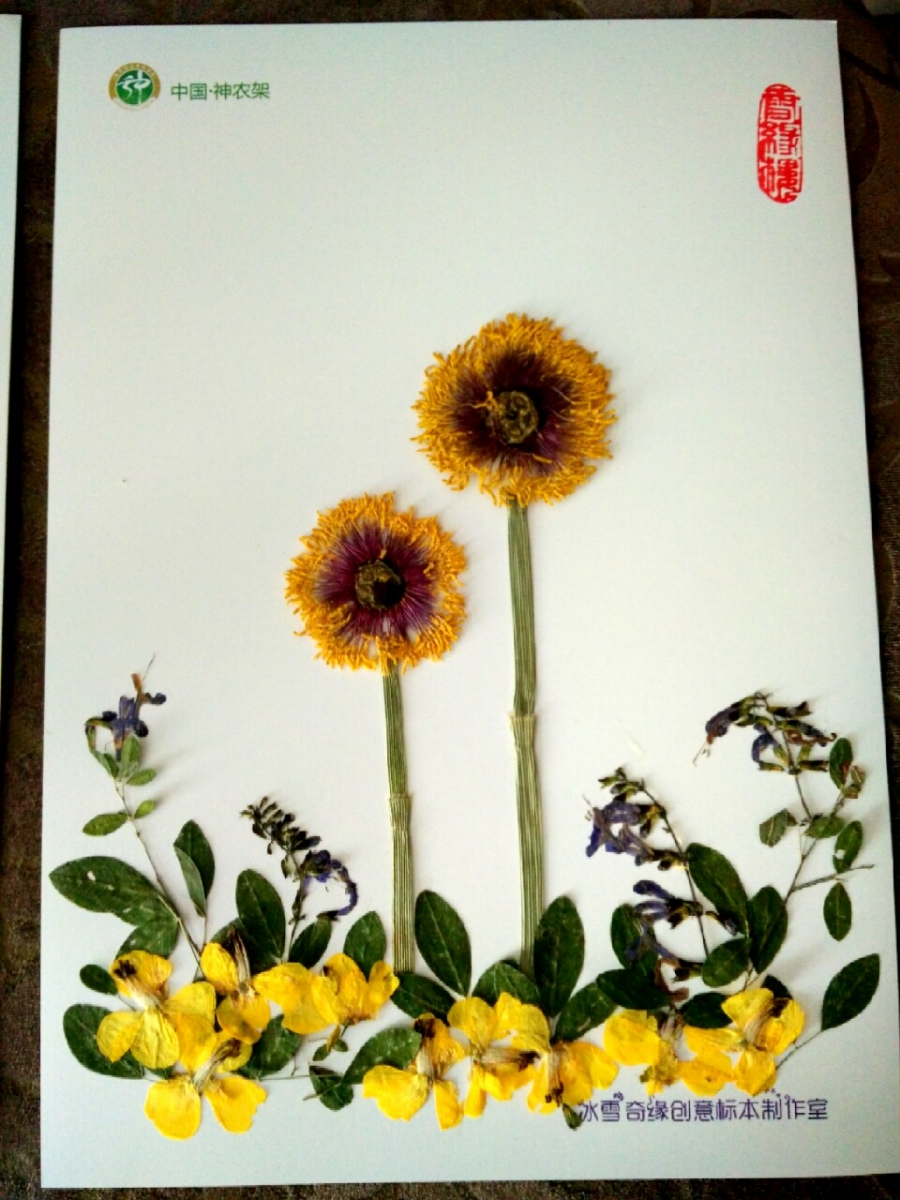 神农架纯手工创意植物装饰画