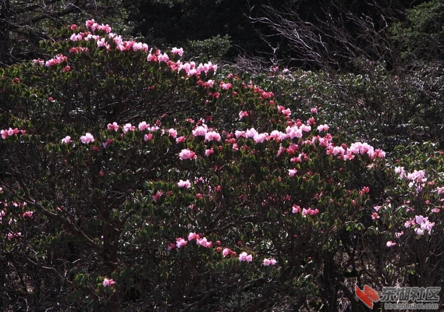 杜鹃花1.jpg
