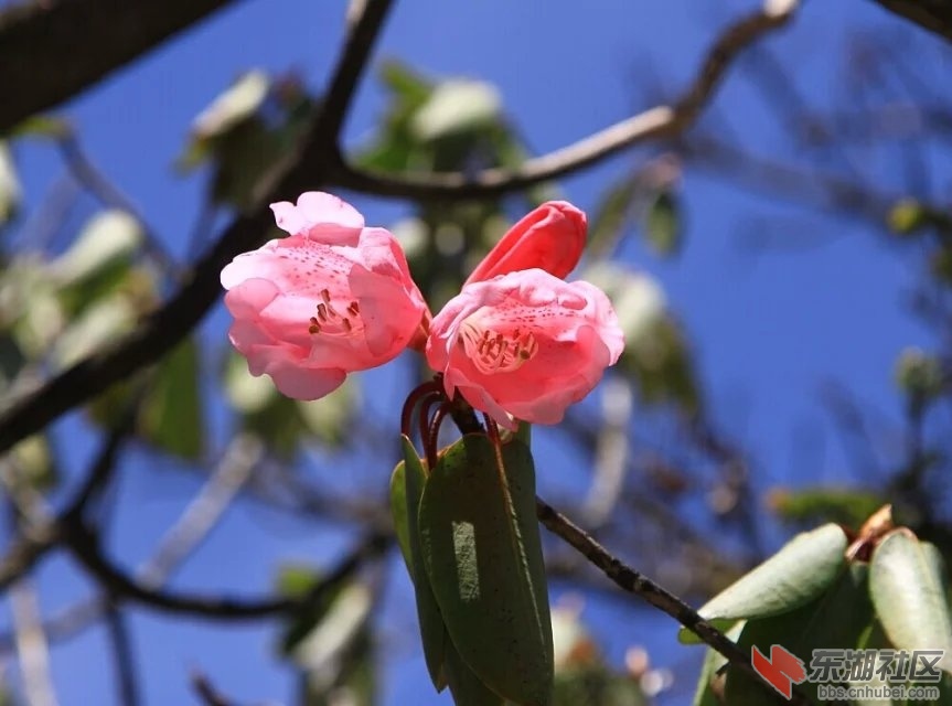 杜鹃花2.jpg