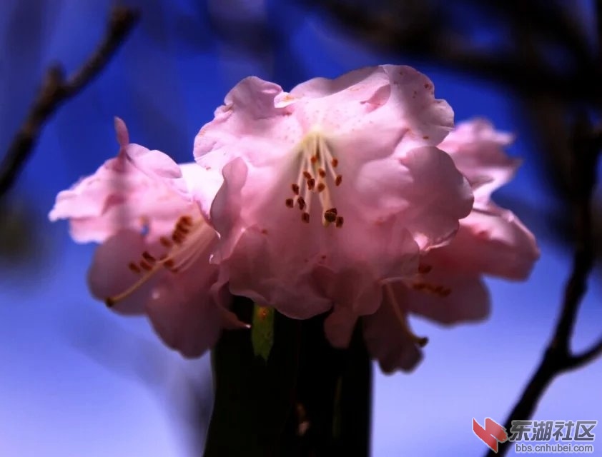 杜鹃花12.jpg
