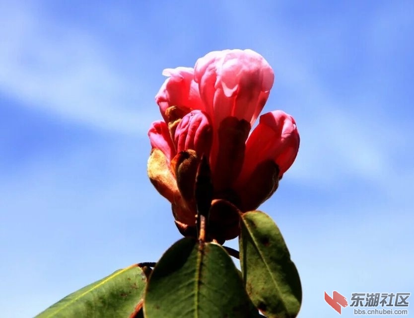 杜鹃花.jpg